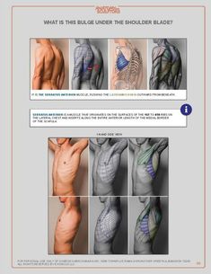 the back and shoulder muscles are shown in this screenshoter's manual, which shows