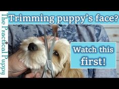 a person cutting their dog's hair with scissors in front of the caption that reads trimming puppy's face? watch this first