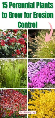 different types of flowers and plants with text overlay that reads 15 perennial plants to grow for