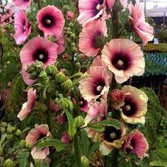 pink flowers are blooming in the garden