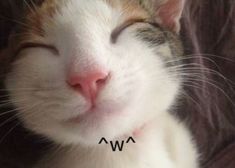 a close up of a cat with its eyes closed and the words awa written on it