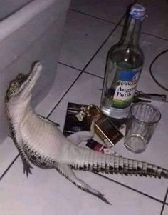 an alligator that is laying on the floor next to a bottle