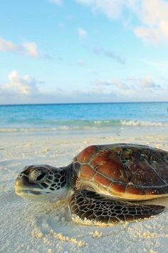 a sea turtle is laying on the beach