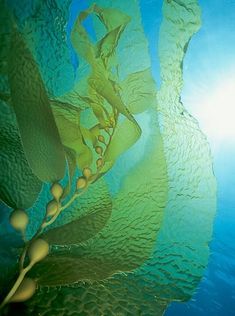 an abstract photo of water and plants in the sunlight with blue sky above, as well as text that reads philip colla @ oceanlight com