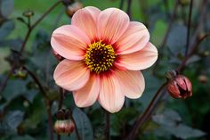 a pink flower with yellow center surrounded by green leaves