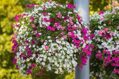 two hanging baskets filled with pink and white petunias in front of green trees