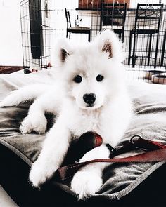 a small white dog laying on top of a piece of luggage next to a cage