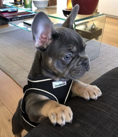 a small dog sitting on top of a couch