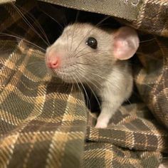 a rat peeking out from under a blanket