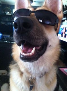 a dog wearing sunglasses and smiling for the camera