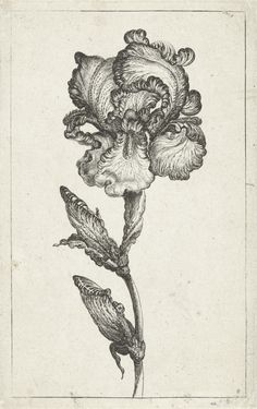 From a series titled "Various New Tulips and other Flowers". (Source: Rijksmuseum) Nouveau Tattoo, Botanical Tattoo, Mini Canvas Art, Ink Illustrations, Print Artist, Body Tattoos, Dreamcatcher Tattoo, Album Art