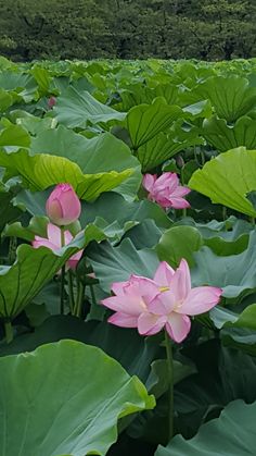 pink lotus flowers blooming in the middle of a large green field with mountains in the background