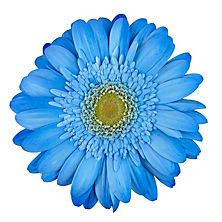 a blue flower with yellow center on white background