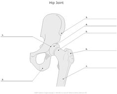 Human Muscles, Physiology Study, Anatomy Of Human, Hip Anatomy, Medical Assistant Student