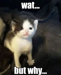 a white and brown kitten sitting on top of a bed next to a black cat