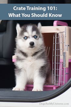 a husky puppy sitting in the back seat of a car with its crate on it's side