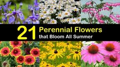 flowers that bloom all summer with the words, 21 perennial flowers that bloom all summer