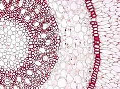 the structure of an animal's cell is shown in red and white, as well as