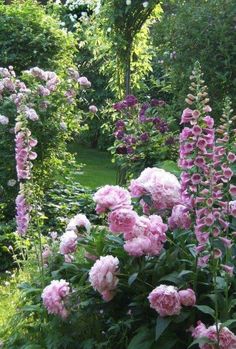 pink flowers are in the middle of a garden