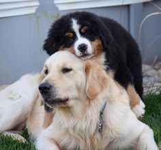 two dogs laying in the grass with their heads on each other's back legs