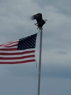 an eagle sitting on top of a flag pole with the american flag waving in the wind