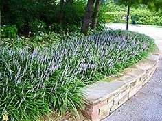 purple flowers are growing on the side of a stone wall in front of some trees