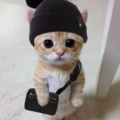 an orange and white cat wearing a black hat with glasses on it's head