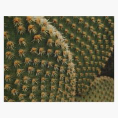 a large cactus with yellow flowers on it's back