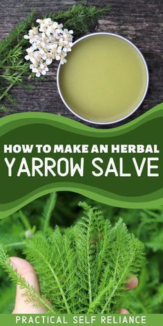 Yarrow Salve Recipe, Yarrow Oil Benefits, Honeysuckle Salve Recipe, Purslane Salve Recipe, Yarrow Tea Recipe, Yarrow Recipes, Yarrow Benefits, Yarrow Uses, Yarrow Salve