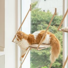 an orange and white cat sitting on top of a wooden chair next to a window