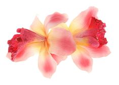 pink and yellow flower on white background with clipping path to the top right side