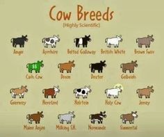 an image of cows that are labeled in different colors and sizes with the words cow breeds on them