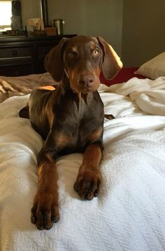 a brown and black dog laying on top of a bed