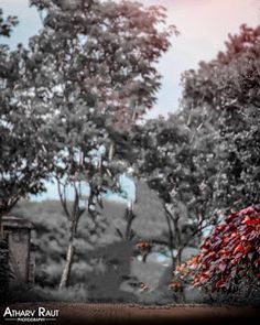 a black and white photo of trees with red leaves in the foreground is an old building