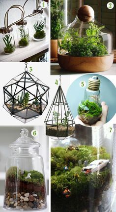 several different types of terrariums with plants in them