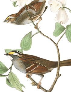 two birds sitting on top of a tree branch with white flowers in the background and green leaves