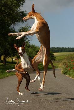 two dogs jumping in the air to catch a frisbee on a paved road