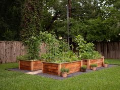 an outdoor garden area with various plants and vegetables in wooden raised planters on the ground