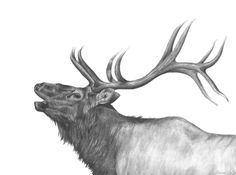 a drawing of an elk with antlers on it's head and neck, looking up