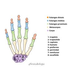 Cores, textos Forensic Anthropology, Save Life, Study Notes, Nursing School, Biology, Physics