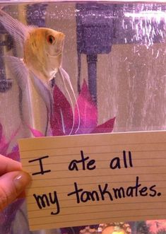 a person holding up a note that says i ate all my tank mates in front of an aquarium