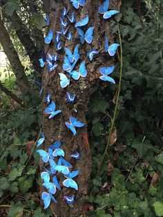 blue butterflies are growing on the bark of a tree