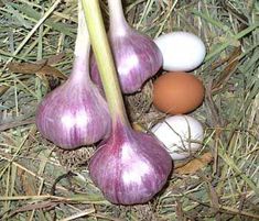 three onions, one egg and two eggs on the ground