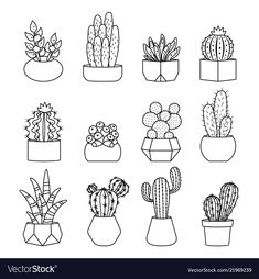 a bunch of different kinds of cactus in pots on a white background with black lines