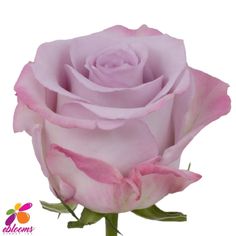 a pink rose is shown on a white background