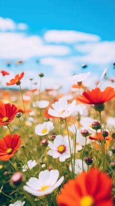 a field full of red and white flowers