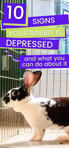 Learn to recognize the signs of depression in your bunny and take action to support their well-being! Our guide covers symptoms of a depressed rabbit and offers practical solutions to help them thrive | how to socialize a rabbit | rabbit mental stimulation Rabbit Life, Rabbit Rabbit