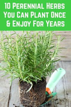 a potted plant with the words 10 perennial herbs you can plant once and enjoy for years