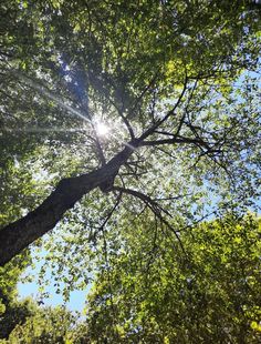 the sun shines through the branches of trees