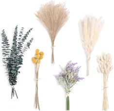 four different types of dried flowers on a white background